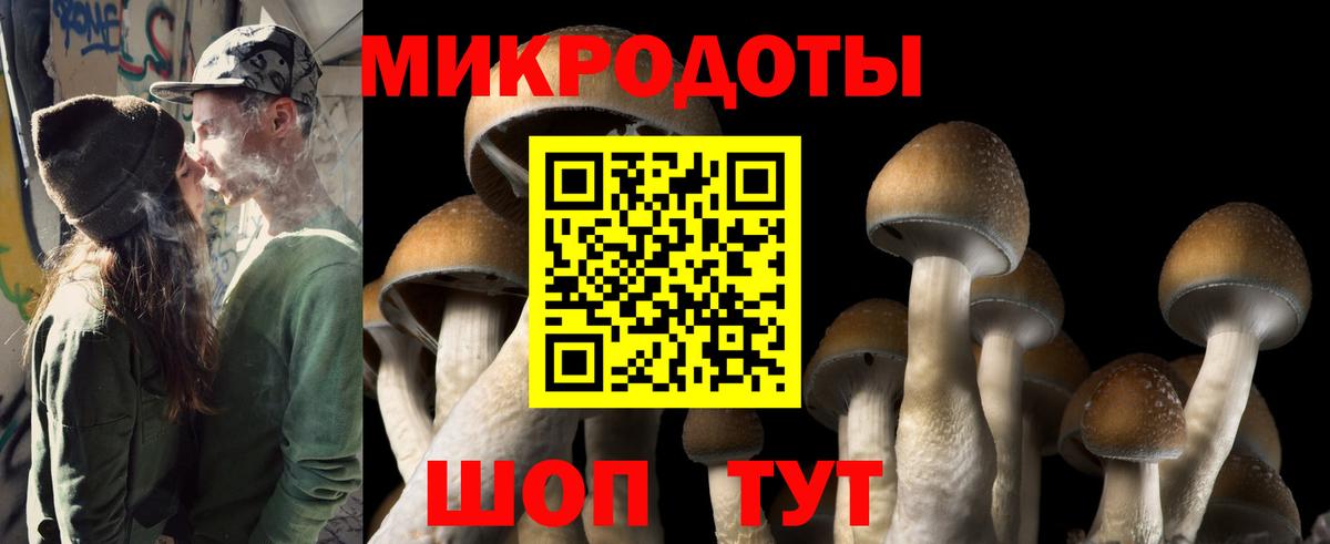 Псилоцибиновые грибы Psilocybe Надым